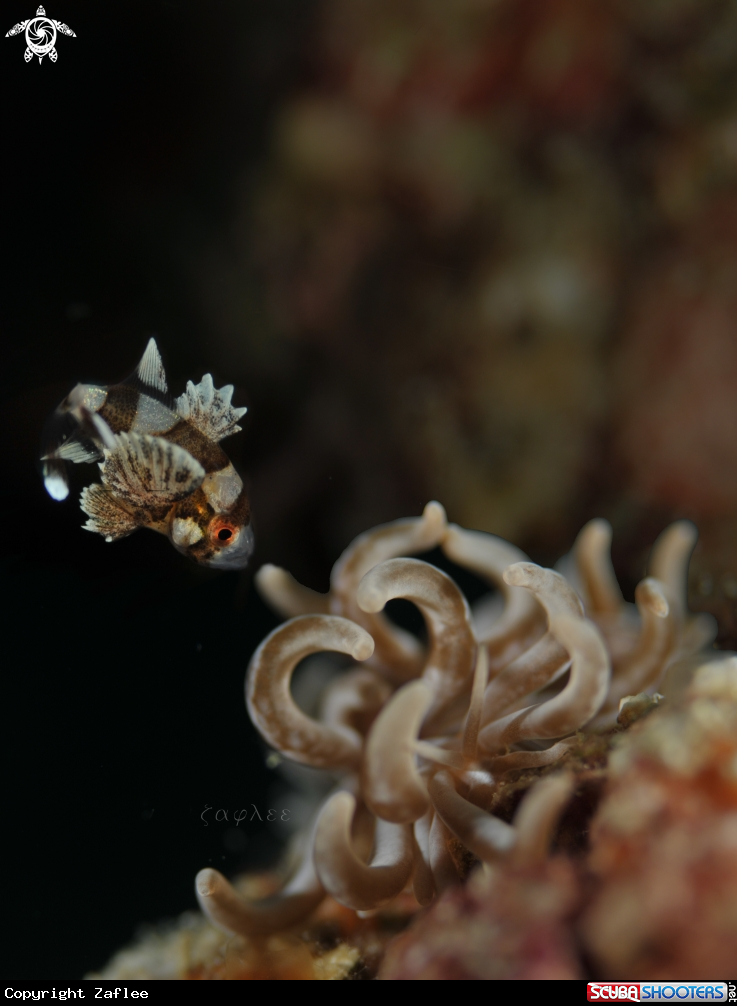 A Juvenile Sweet Lips