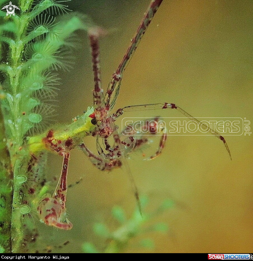 A Skeleton shrimp