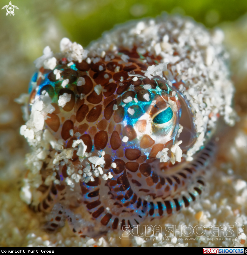 A Boptail Squid