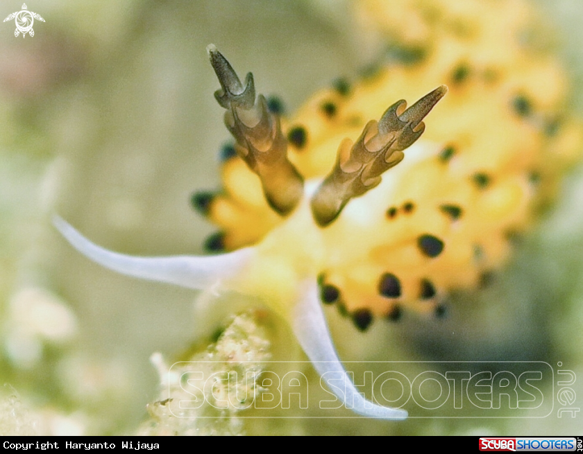 A Banana Nudi