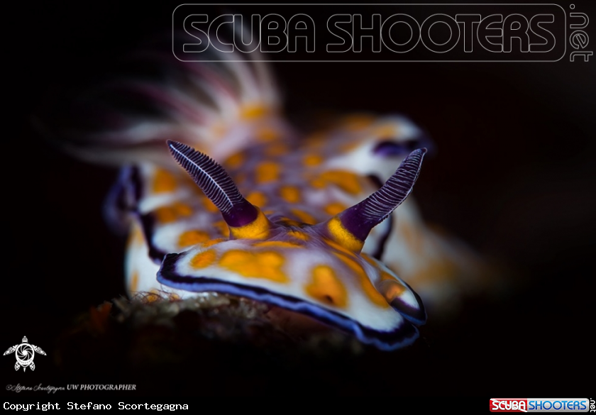 A Nudibranco