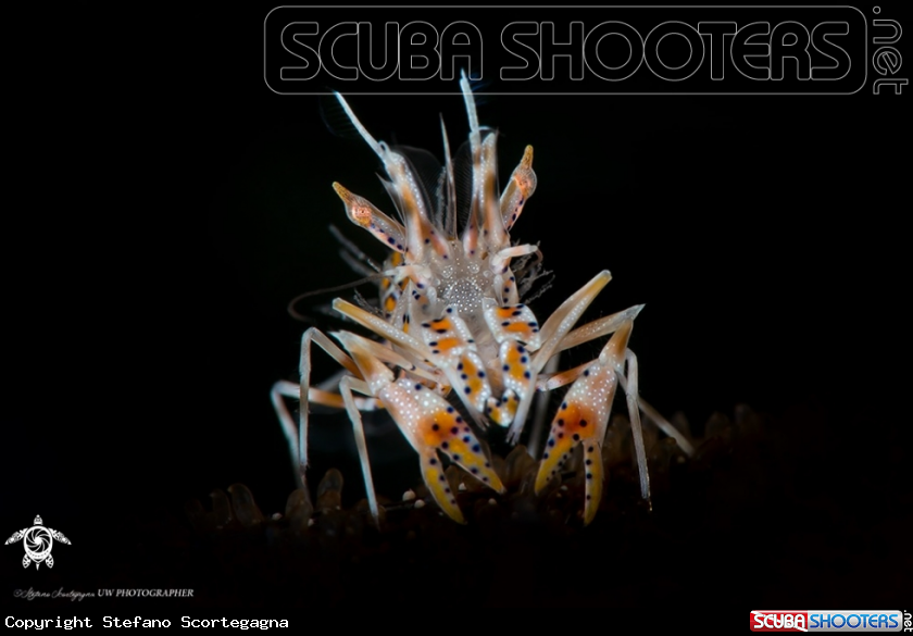 A Tigher shrimp