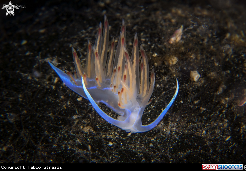A Cratena peregrina
