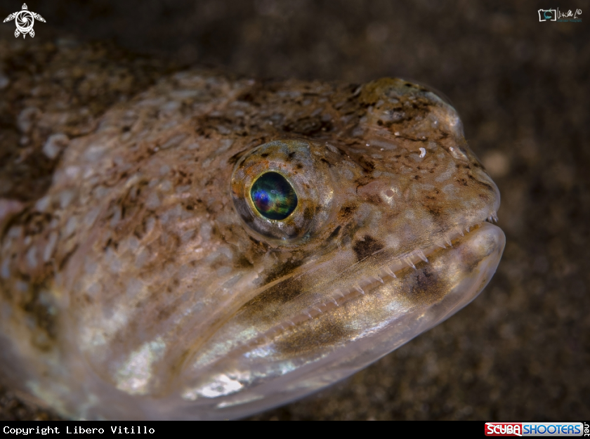 A Il pesce lucertola