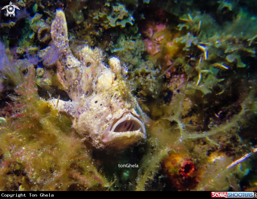 A Frog Fish