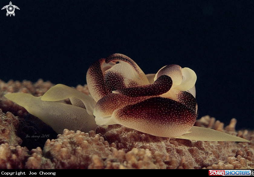 A Slugs