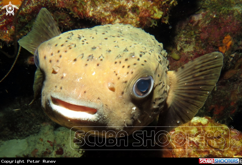 A Porcupine Fish