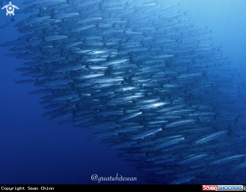 A Barracuda 