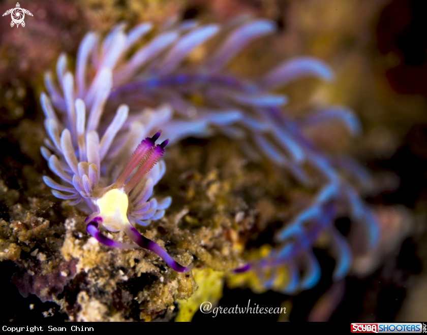 A Nudibranch