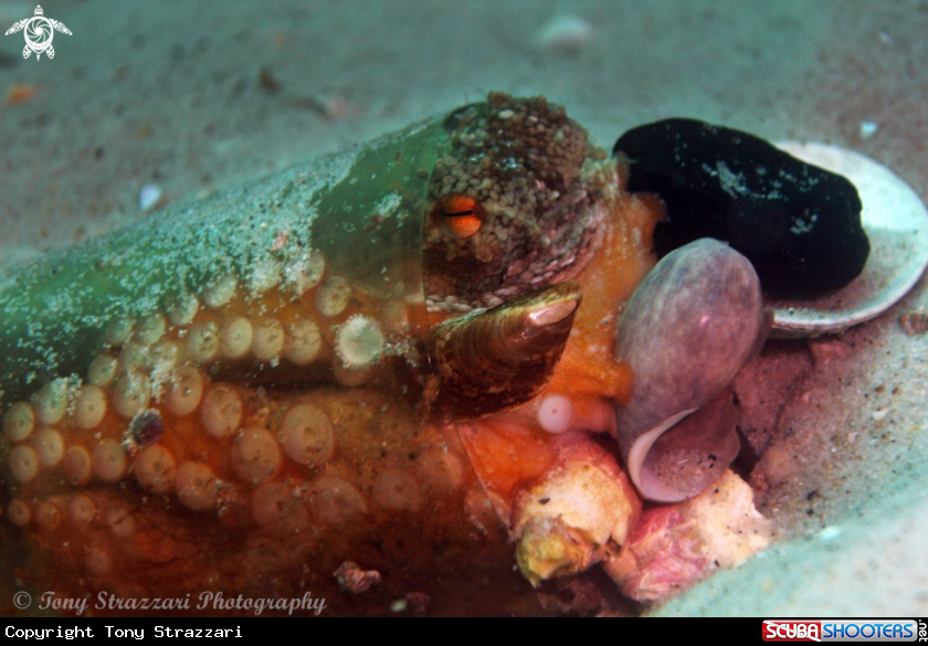 A Common Octopus