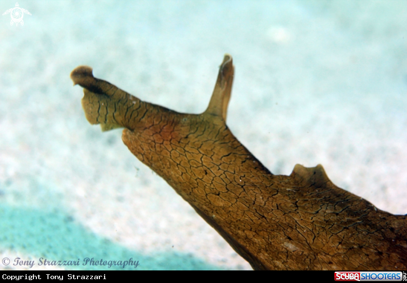 A Black spotted Sea Hare