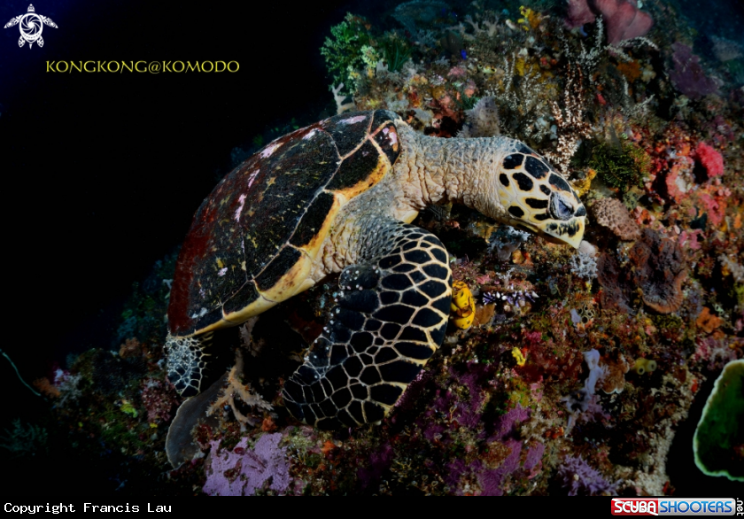 A Turtle