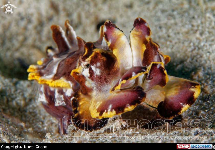 A Flamboin Sepia