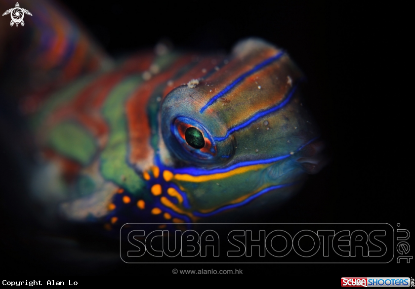 A Mandarin Fish