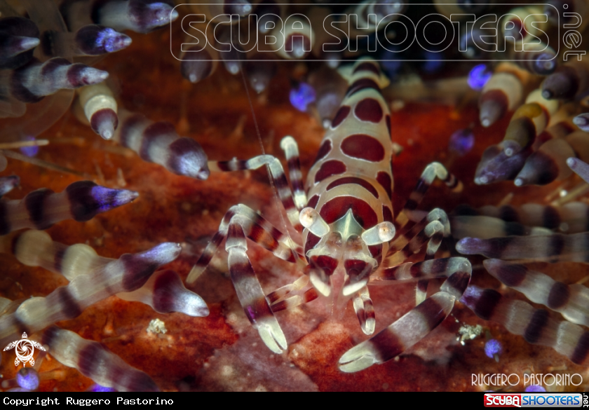 A Coleman shrimp
