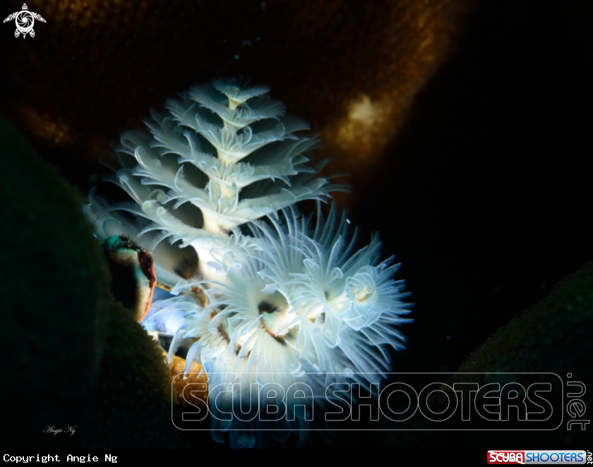 A Christmas tree worm