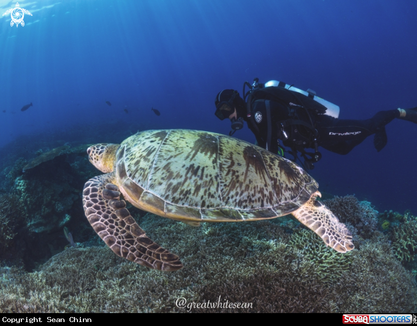 A Green Turtle