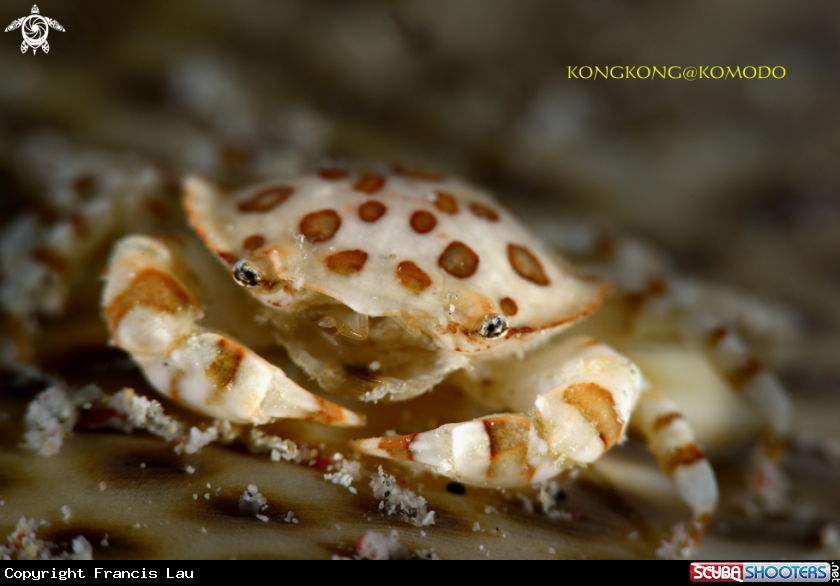 A Commensal Crab