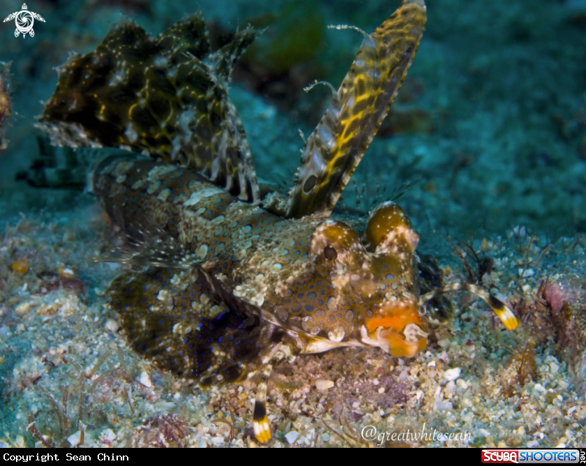 A Fingered dragonet