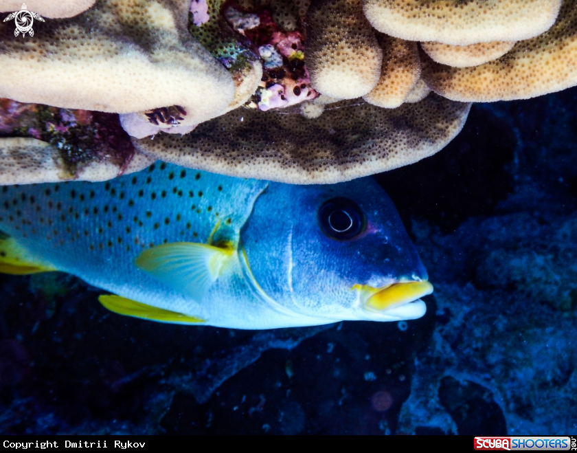 A Blackspotted sweetlips