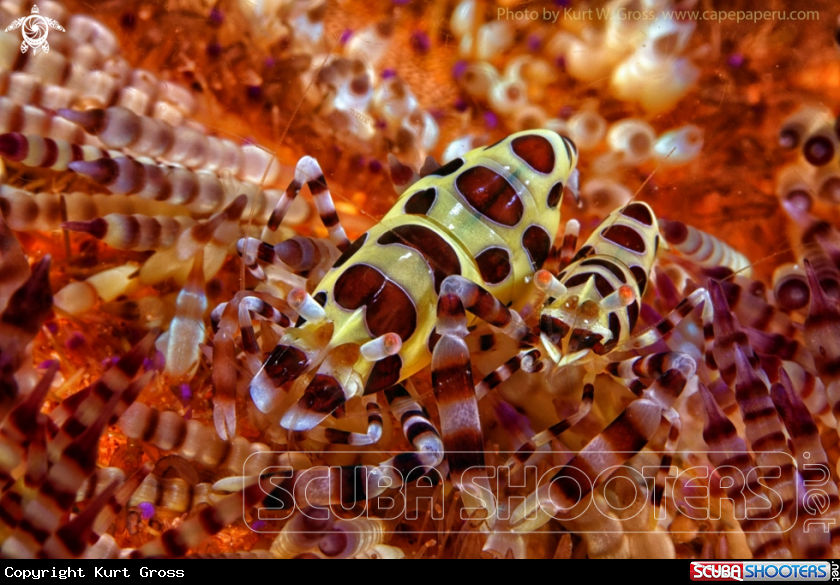 A Colemani shrimp