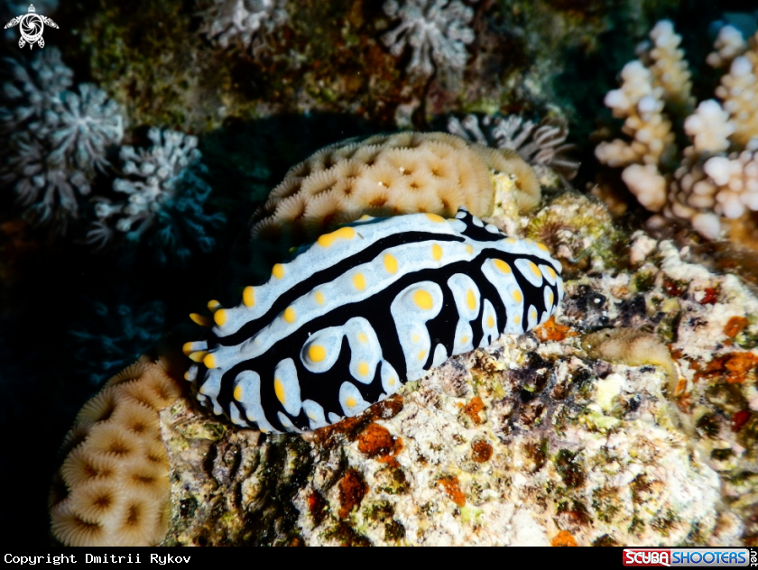 A Phyllidia varicosa