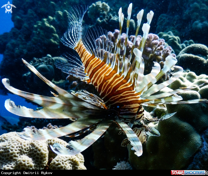 A Common lionfish