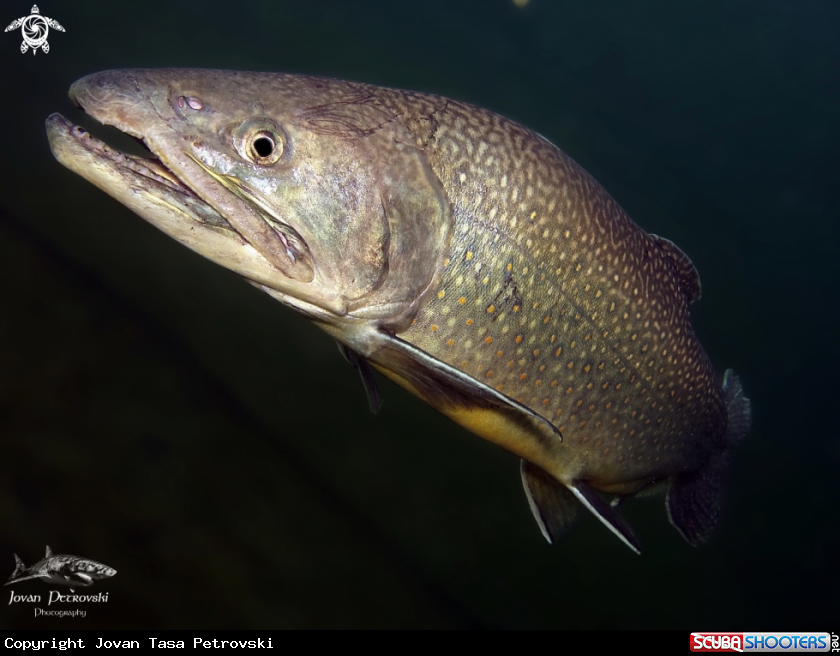 A Pastrmka / Trout.
