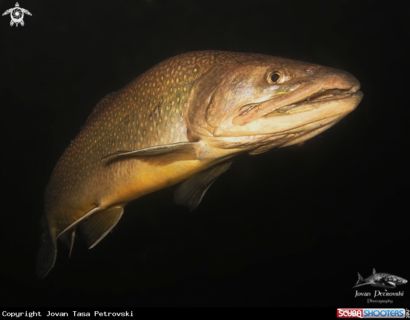 A Pastrmka / Trout.