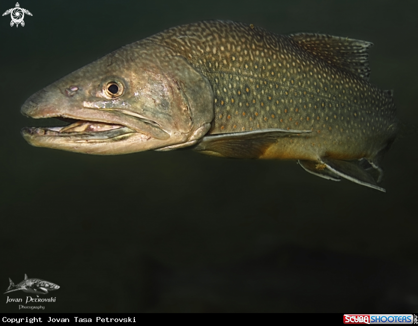 A Pastrmka / Trout.