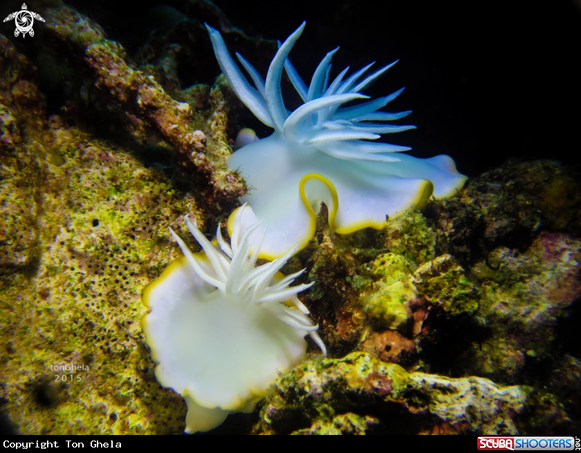 A Nudibranch