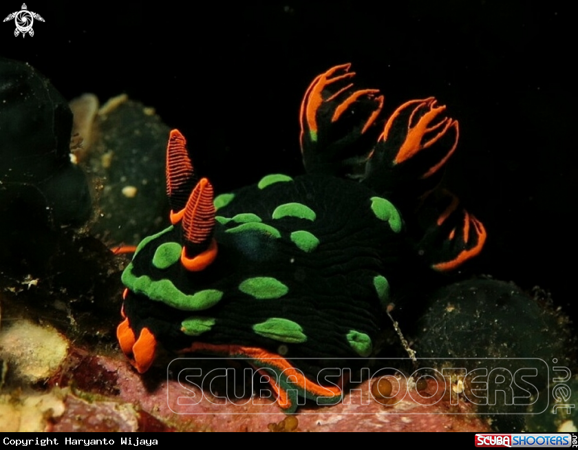 A Kubaryana nudi