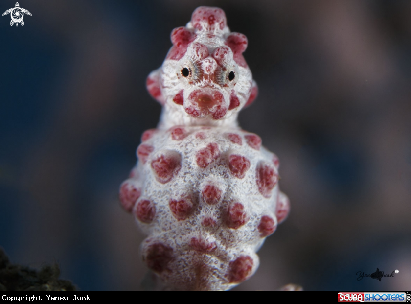 A Bargibanti Seahorse