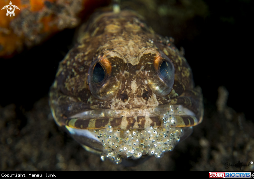 A Jawfish with eggs
