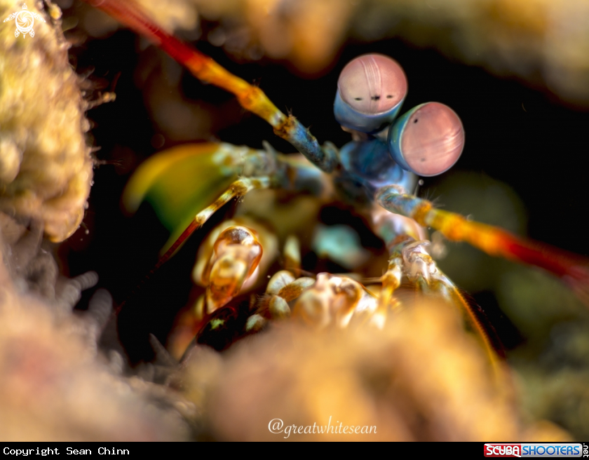 A Peacock Mantis Shrimp