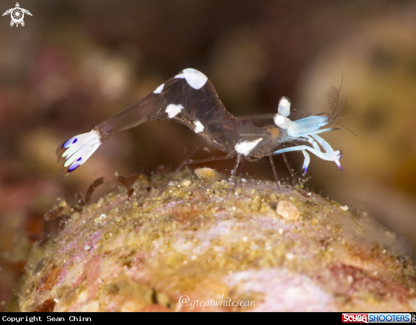 A Glass anemone shrimp