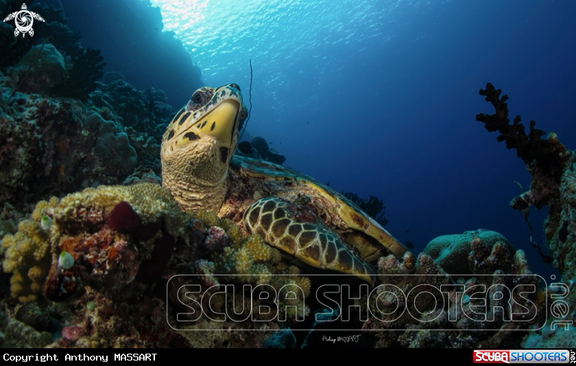 A turtle
