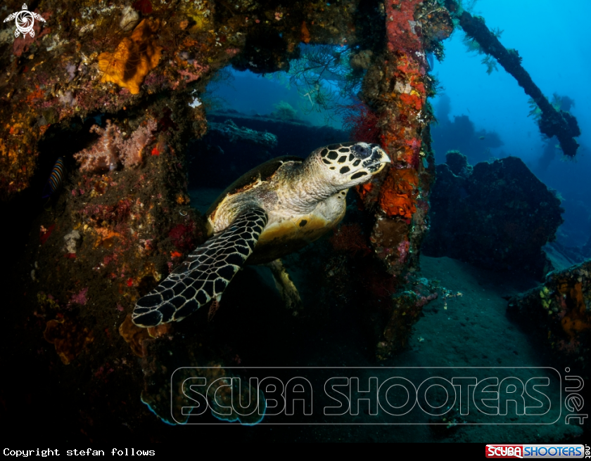 A Hawksbill Turtle