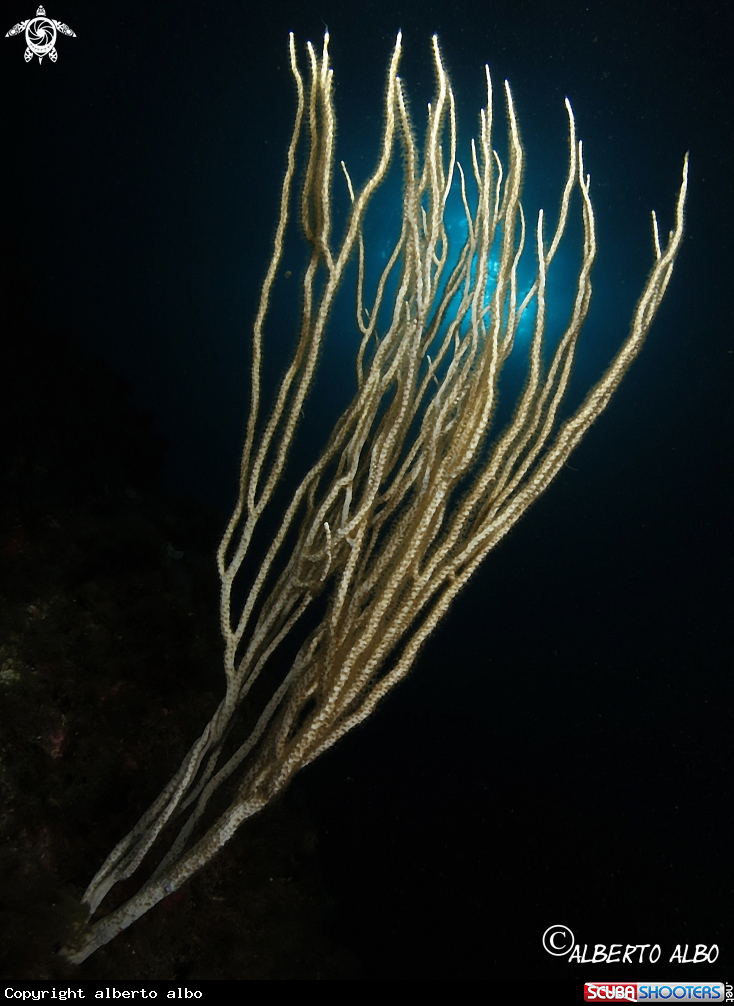 A gorgonia blanca