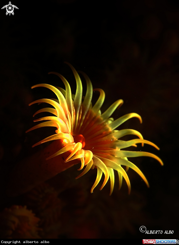 A CORAL CANDELABRO