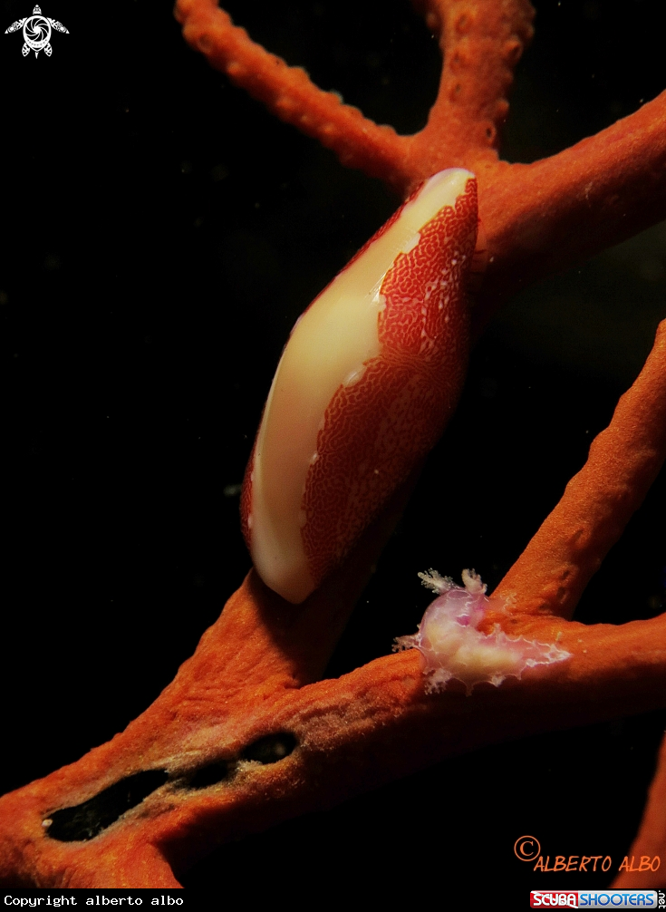 A GORGONIA ROJA
