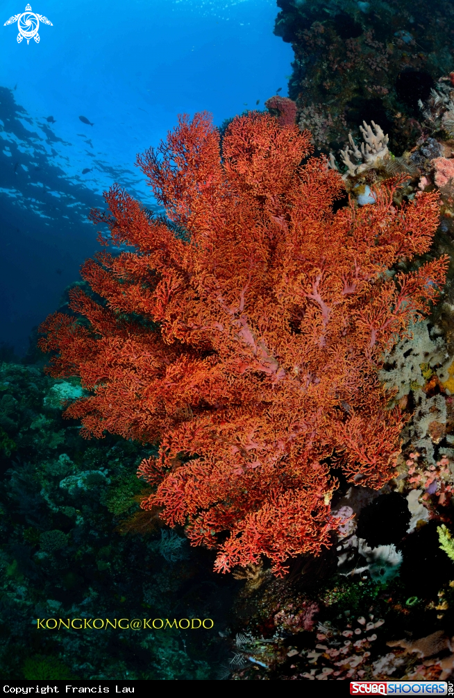 A Gorgonians