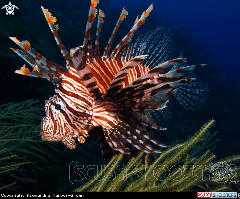 A Lionfish