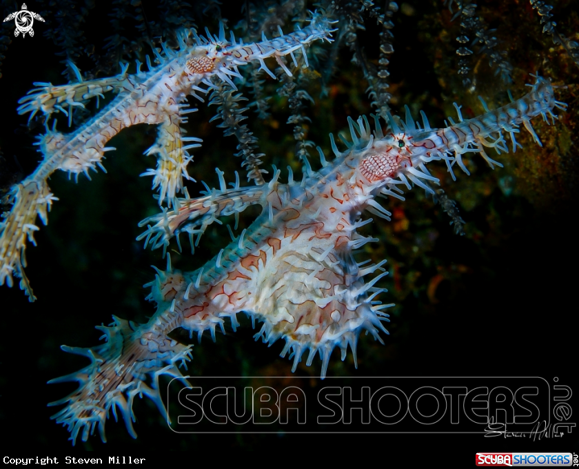 A Ornate Pipefish