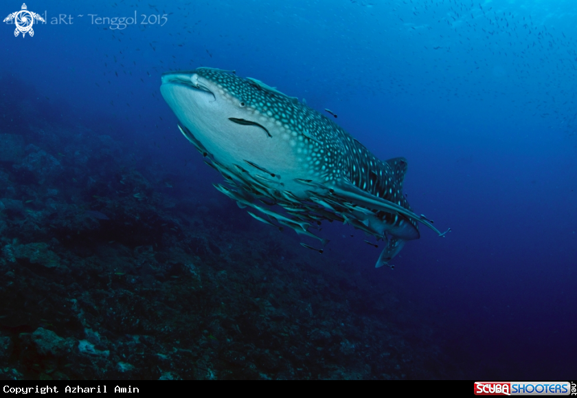 A Whale Shark