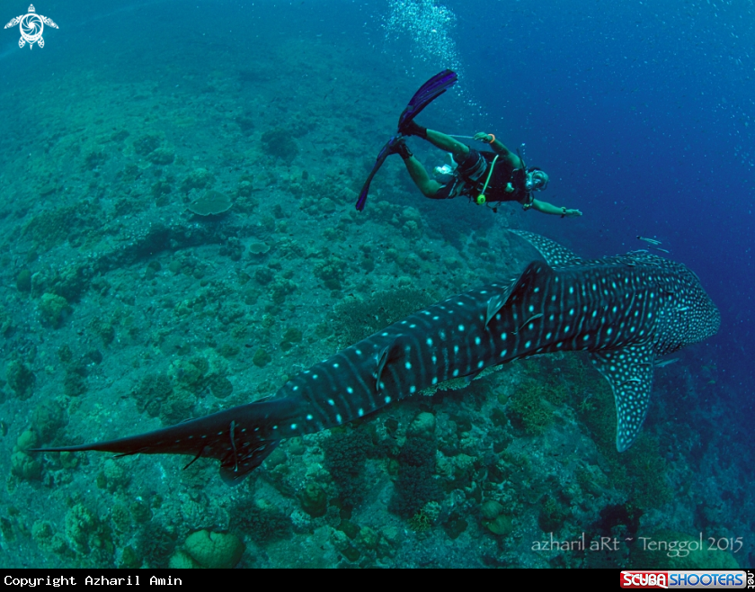 A Whale Shark