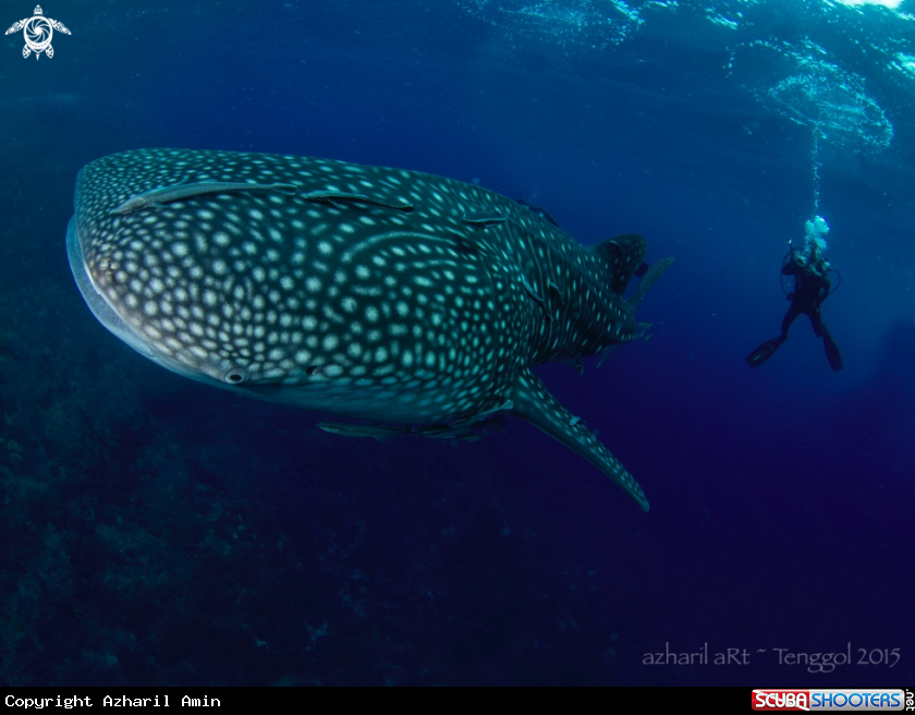 A Whale Shark