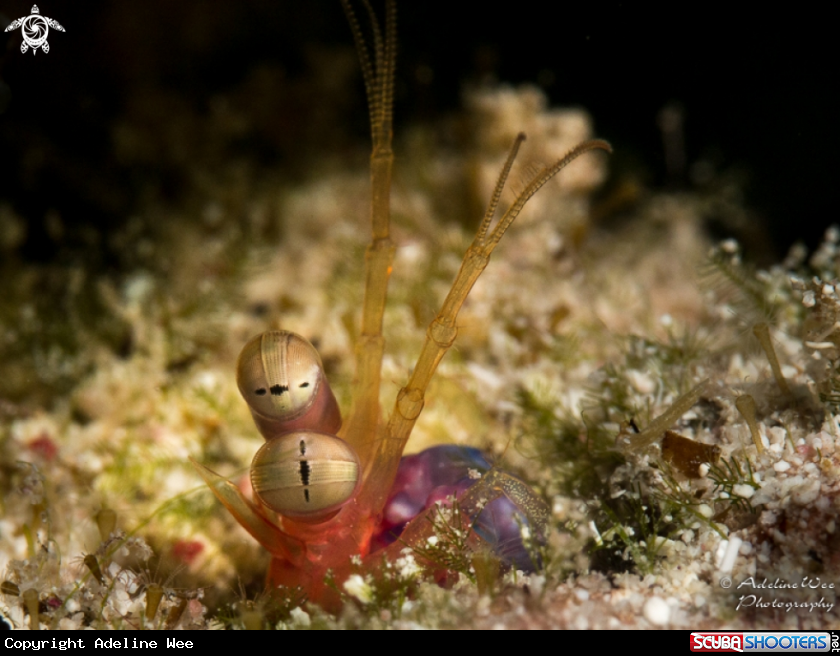 A Mantis shrimp