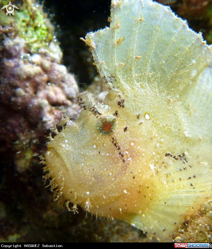 A Taenianotus triacanthus