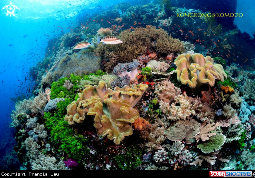 A Coral Reef